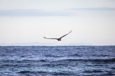 Bird flying over sea against sky