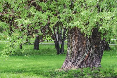 Trees on field