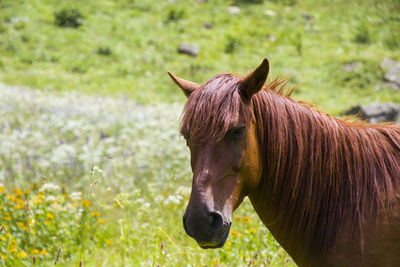 Portrait of red horse in the valley, svaneti, georgia