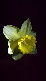 Close-up of white flower against black background