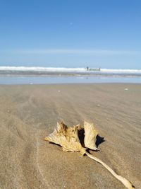 Close-up of dry leaf on beach against sky