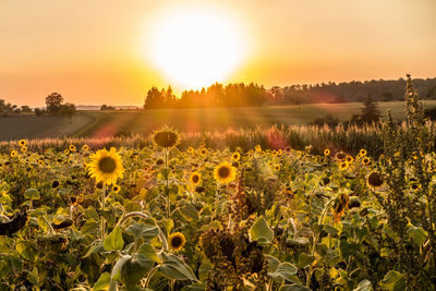 Scenic view of sunflower field against sky during sunset