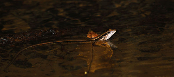 Side view of a reptile in water