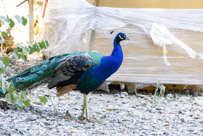 View of peacock