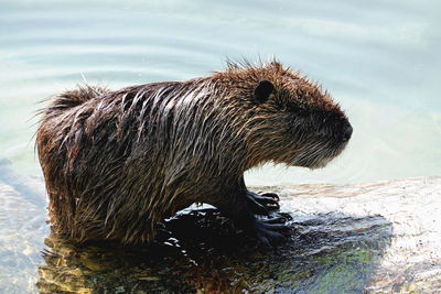 Close-up of an animal