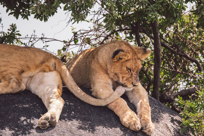 Two lion cubs sitting on a ruck under a tree