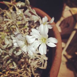 Close-up of white flowers