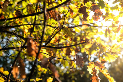 Low angle view of leaves on tree during autumn