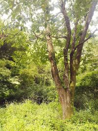 View of trees in forest