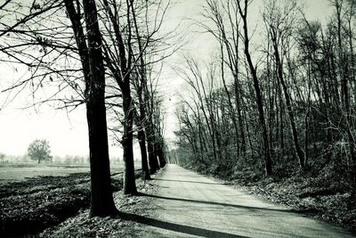 Empty road along trees