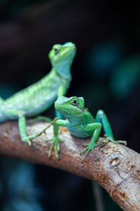 Close-up of lizard on branch