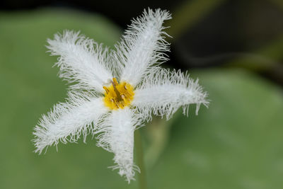 Close-up of white dandelion flower