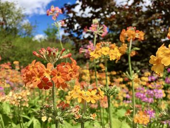 Close-up of orange flowering plants in park