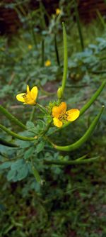 Close-up of yellow flowering plant