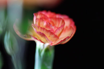 Close-up of fresh flower