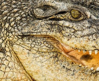 Close-up portrait of a lizard