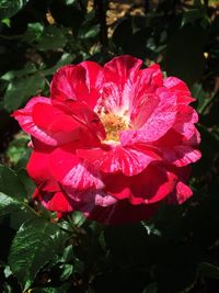 Close-up of pink flowers