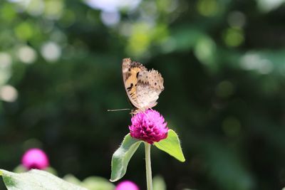 Close-up of butterfly pollinating on pink flower