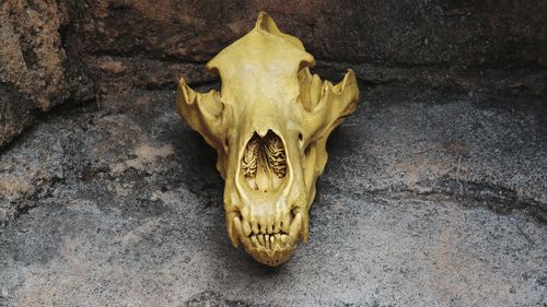 Close-up of animal skull