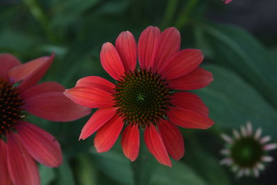 Close-up of red flower