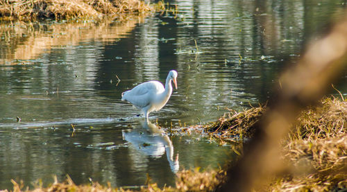 Side view of bird in lake