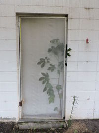 Close-up of plant against window