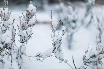 Close-up of frozen plant during winter