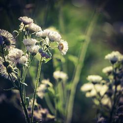 Close-up of flowers in field