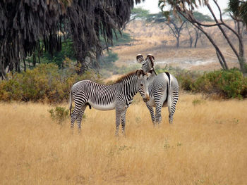 Zebra in a field