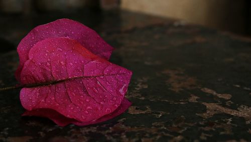 Close-up of water drops on pink rose