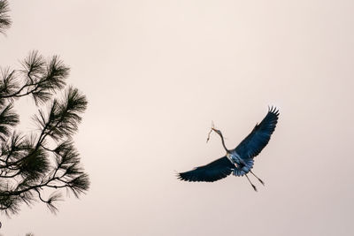 Bird flying in the sky