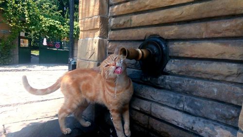 Cat on steps