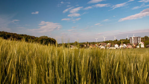 Plants growing on field against sky