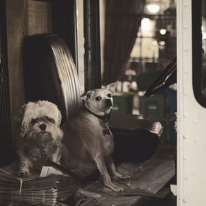 Dogs sitting in vehicle