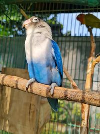 Close-up of parrot perching on tree in cage