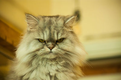 Close-up portrait of cat