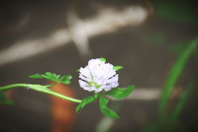 Close-up of purple flower