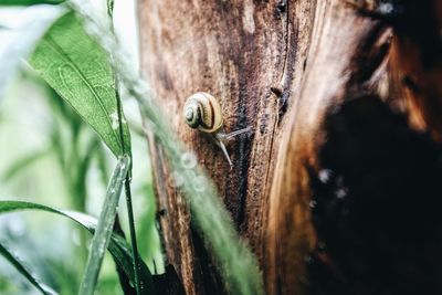 Close-up of snail crawling on bark