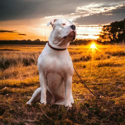 Dog on grassy field against sky during sunset