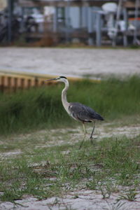 Heron on a field