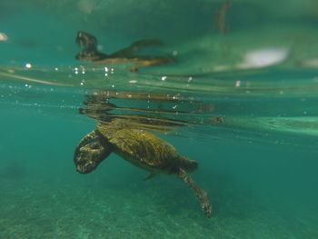 Turtle swimming in sea