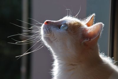 Close-up of a cat looking away