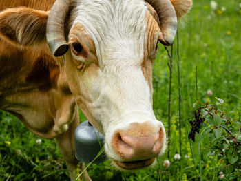 Close-up of cow on field