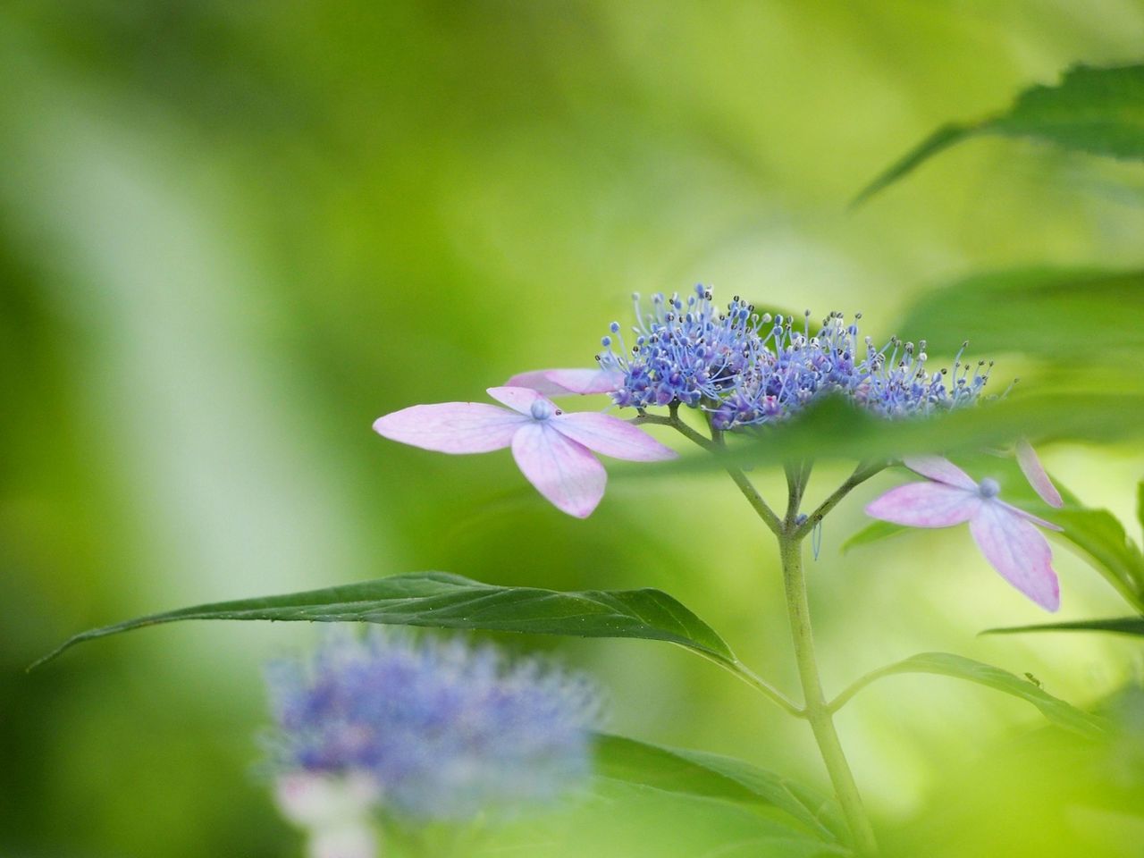 flower, flowering plant, vulnerability, plant, freshness, beauty in nature, fragility, purple, growth, petal, close-up, flower head, inflorescence, nature, selective focus, plant part, leaf, no people, day, green color, outdoors, pollination, lilac