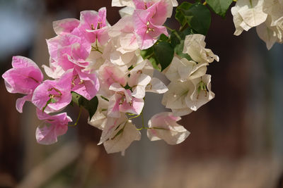 Close-up of pink cherry blossoms