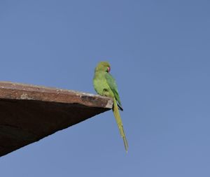 Low angle view of parrot perching on blue sky
