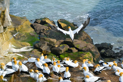 Flock of seagulls on rocks at beach