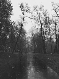 Wet trees against sky