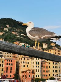 Seagull perching on a building