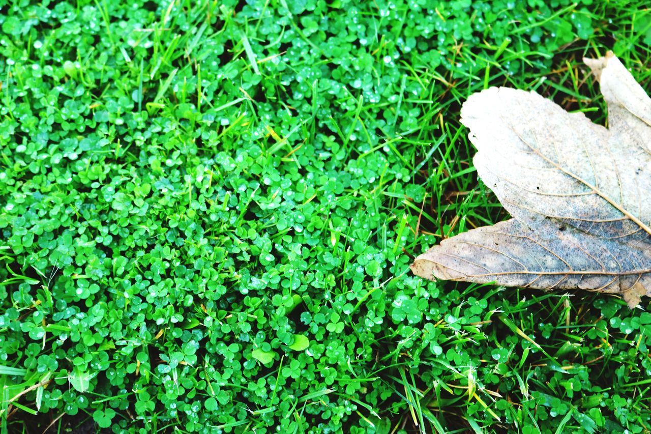 HIGH ANGLE VIEW OF LEAF ON FIELD